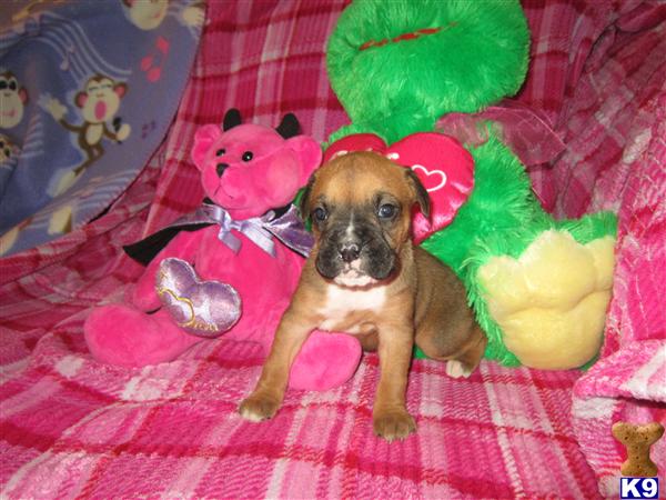 Boxer Puppies